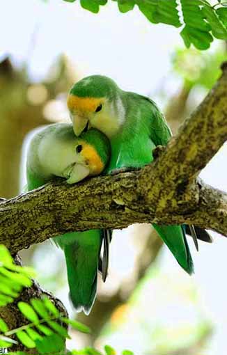 A pair of love birds.