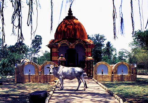 Cow in front of a temple.